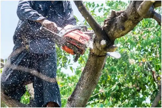 tree services Edisto